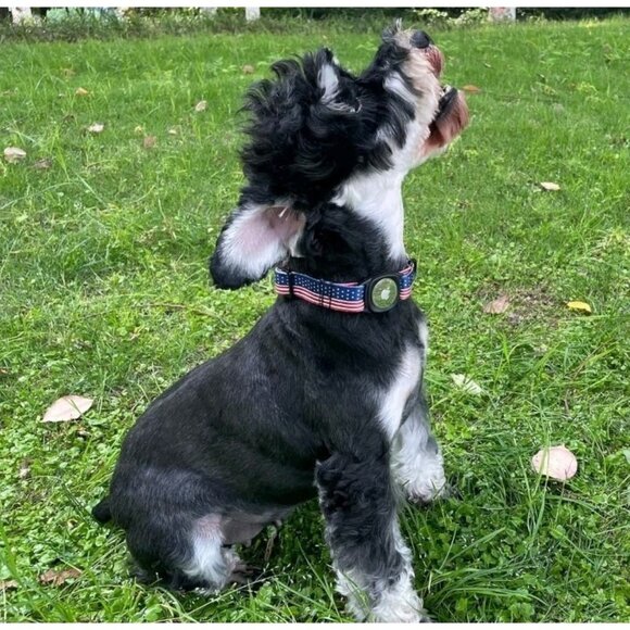 Airtag Dog Collar Summer 4th of July Dog Collar with Apple Airtag Holder Medium - Picture 4 of 4